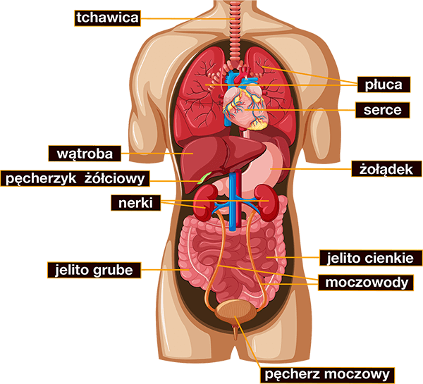 Gdzie znajduje się wątroba?
