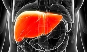 Umiejscowienie wątroby w ciele