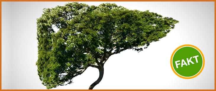 FAKT: Zadaniem wątroby w organizmie jest neutralizacja toksyn.