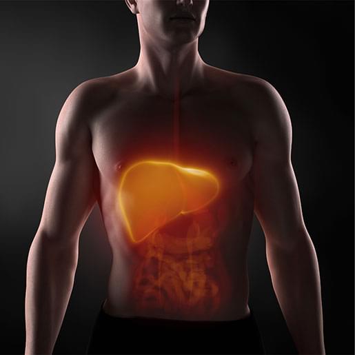 Regeneracja wątroby