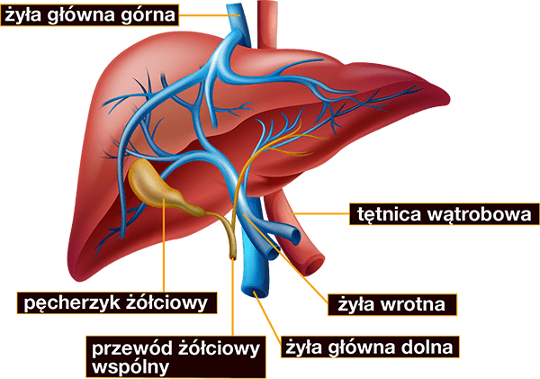 Budowa wątroby