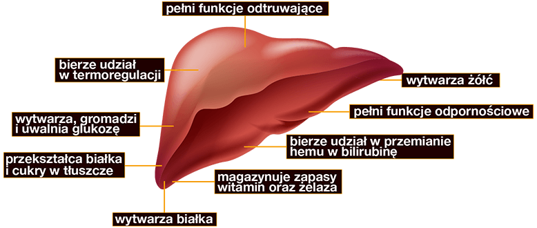 Wątroba spełnia wiele bardzo ważnych funkcji w organizmie