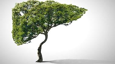 Fakty i mity o wątrobie