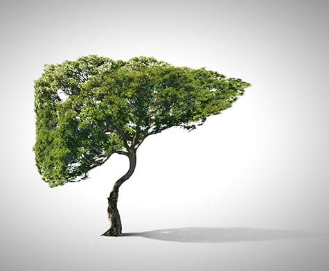 Fakty i mity o wątrobie